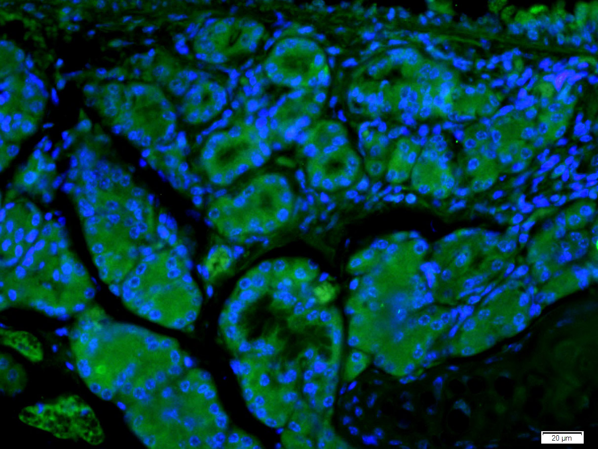Paraformaldehyde-fixed, paraffin embedded Mouse esophagus; Antigen retrieval by boiling in sodium citrate buffer (pH6) for 15min; Block endogenous peroxidase by 3% hydrogen peroxide for 20 minutes; Blocking buffer (normal goat serum) at 37°C for 30min; Antibody incubation with ECM1 Polyclonal Antibody, Unconjugated (bs-0776R) at 1:400 overnight at 4°C, followed by a FITC conjugated secondary antibody for 90minutes at 37°C and DAPI for nuclei staining.