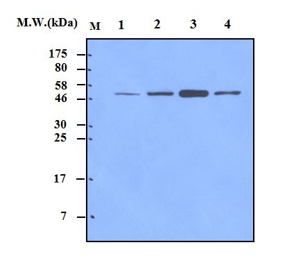 Lane 1 : HeLa Cell Lysate; Lane 2 : 293T Cell Lysate; Lane 3 : C6 Cell Lysate; Lane 4 : NIH3T3 Cell Lysate  probed with alpha Tubulin (4G1) Monoclonal Antibody, unconjugated (bsm-50179M) at 1:2000 overnight at 4\u00b0C followed by a conjugated secondary antibody at 1:5000 for 60 minutes at room temperature.
