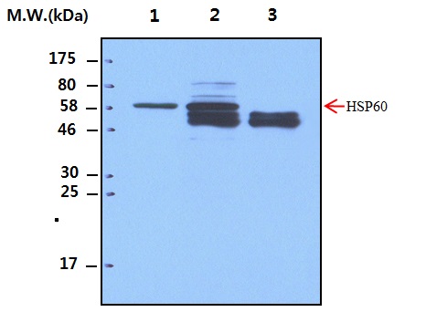 Immunoprecipitation of Bosc23 cell lysates using HA tag (7H5) _x000D_ Monoclonal Antibody (bsm-50131M): Lane 1 : Bosc23 cell lysate transfected with HA/HSP60; Lane 2: Precipitated from 200ug Bosc23 transfected with HA/HSP60 using 5ug of antibody; Lane 3 : Precipitated from PBS using 5ug of antibody; WB analysis was performed using bsm-50131M at 0.1ug/mL (1:10000) and incubated at 4℃ overnight, followed secondary antibody incubation for 60min at Room Temperature.