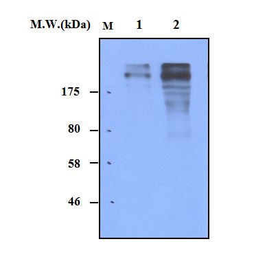 Lane 1 : Human Serum 0.5uL; Lane 2 : Human Serum 1.0uL; probed with bsm-50208M Fibronectin (16E5) Monoclonal Antibody at 1.0ug/mL (1:1000) dilution and incubated at 4_ overnight, followed by secondary antibody incubation for 60min at room temperature.