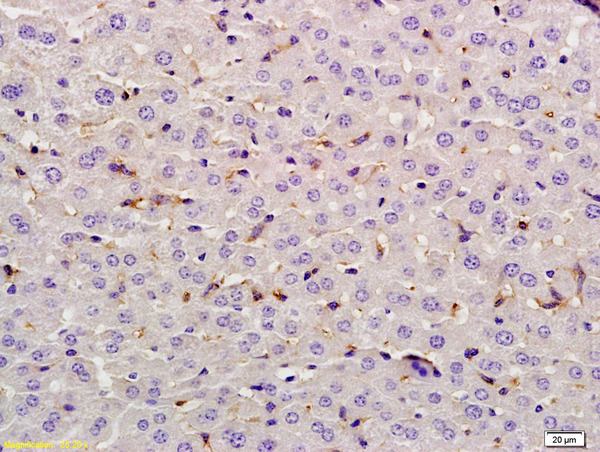 Formalin-fixed and paraffin embedded rat liver labeled with Anti-Lysozyme Polyclonal Antibody, Unconjugated (bs-0816R) at 1:200 followed by conjugation to the secondary antibody and DAB staining.