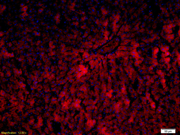 Formalin-fixed and paraffin embedded rat liver labeled with Anti-P450 1A2/CYP1A2 Polyclonal Antibody, Unconjugated (bs-2589R) followed by conjugation to the secondary antibody and DAPI staining