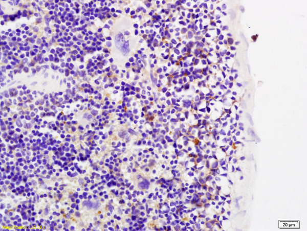 Formalin-fixed and paraffin embedded mouse spleen labeled with Anti MMP-20 Polyclonal Antibody, Unconjugated (bs-0985R) at 1:200 followed by conjugation to the secondary antibody and DAB staining.