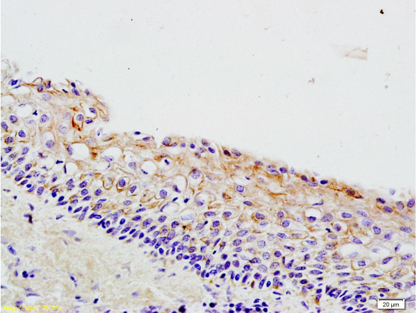 Formalin-fixed and paraffin embedded rat ovary tissue labeled with Anti-Wnt3a Polyclonal Antibody (bs-1700R), Unconjugated at 1:200 followed by conjugation to the secondary antibody, (SP-0023), and DAB staining