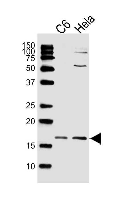 Lane 1: C6 Cell Lysates; Lane 2: HeLa Cell Lysates; probed with Histone H3 (809CT10.4.2) Monoclonal Antibody, unconjugated (bsm-51431M) at 1:1000 overnight at 4°C followed by a conjugated secondary antibody for 60 minutes at Room Temperature.