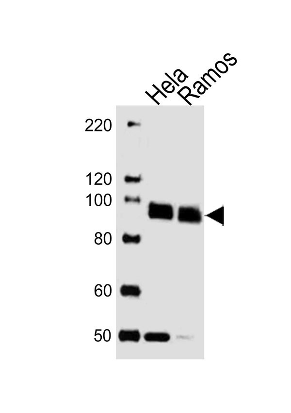 Lane 1: HeLa cell lysates; Lane 2: Ramos cell lysates; Sample Tissue/Cells lysates probed with SP1 (6C6) Monoclonal Antibody, unconjugated (bsm-51403M) at 1:1000 overnight at 4°C followed by a conjugated secondary antibody for 60 minutes at 37°C.