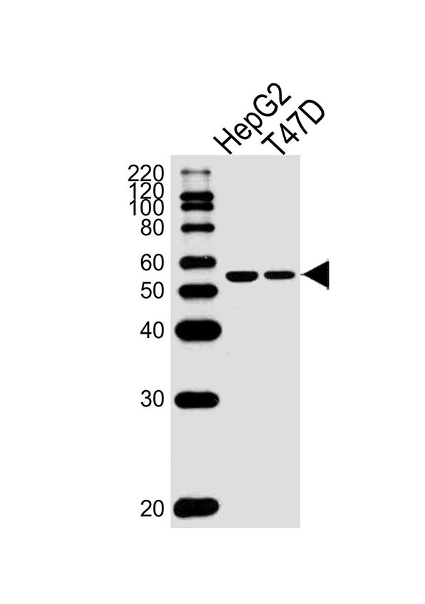 Lane 1: HepG2 Cell lysates; Lane 2: T47D Cell lysates; probed with ALDH6A1 (147CT8.3.4) Monoclonal Antibody, unconjugated (bsm-51430M) at 1:1000 overnight at 4°C followed by a conjugated secondary antibody for 60 minutes at 37°C.