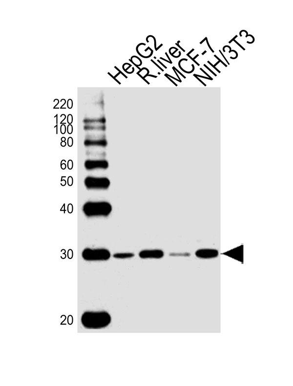 Lane 1: HepG2 Cell lysates; Lane 2: Rat Liver lysates; Lane 3: MCF-7 Cell lysates; Lane 4: NIH/3T3 Cell lysates; probed with PHB (12C6) Monoclonal Antibody, unconjugated (bsm-51395M) at 1:1000 overnight at 4°C followed by a conjugated secondary antibody for 60 minutes at 37°C. Lane 1: HepG2 Cell lysates; Lane 2: Rat Liver lysates; Lane 3: MCF-7 Cell lysates; Lane 4: NIH/3T3 Cell lysates; probed with PHB (12C6) Monoclonal Antibody, unconjugated (bsm-51395M) at 1:1000 overnight at 4°C followed by a conjugated secondary antibody for 60 minutes at 37°C.