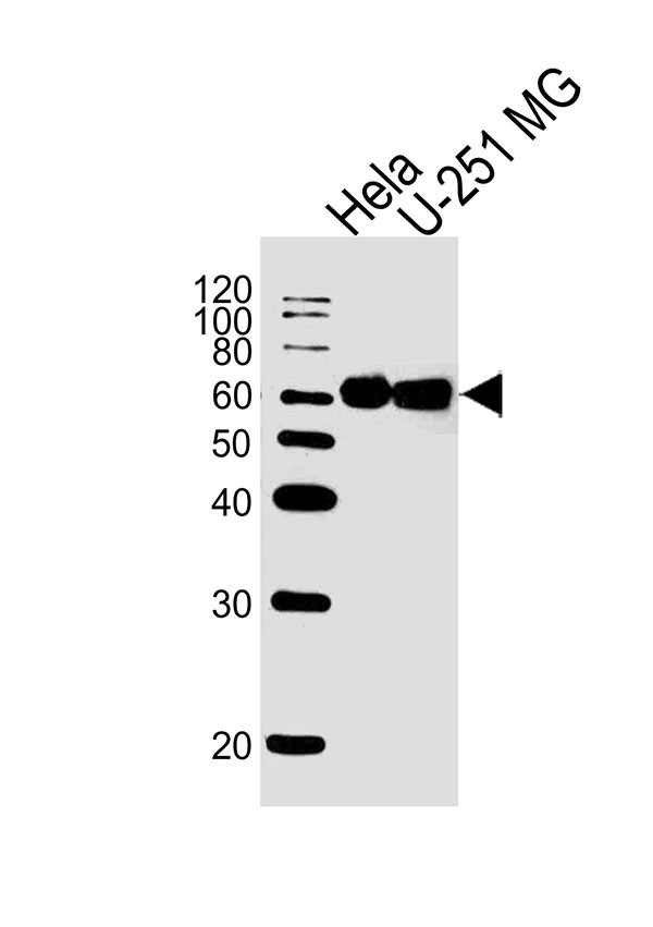 Lane 1: HeLa Cell lysates; Lane 2: U-251 MG Cell lysates; probed with FUBP3 (1216CT820.155.150) Monoclonal Antibody, unconjugated (bsm-51416M) at 1:1000 overnight at 4°C followed by a conjugated secondary antibody for 60 minutes at 37°C.