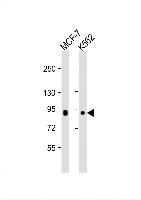 Lane 1: MCF-7 cell lysate; Lane 2: K562 cell lysate at 20 µg per lane probed with with bsm-51025M BRAF (125CT13.3.5) Monoclonal Antibody at 1:1000 dilution and 4℃ overnight incubation, followed by secondary antibody incubation for 60min at room temperature.