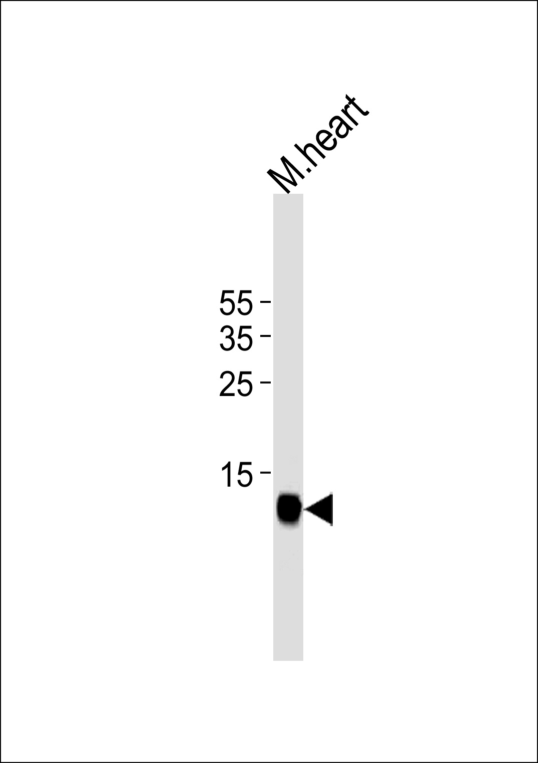 Lane 1: Mouse heart lysates; probed with FAPB3 (883CT19.3.3) Monoclonal Antibody, unconjugated (bsm-51233M) at 1:5000 overnight at 4°C followed by a conjugated secondary antibody for 60 minutes at 37°C.