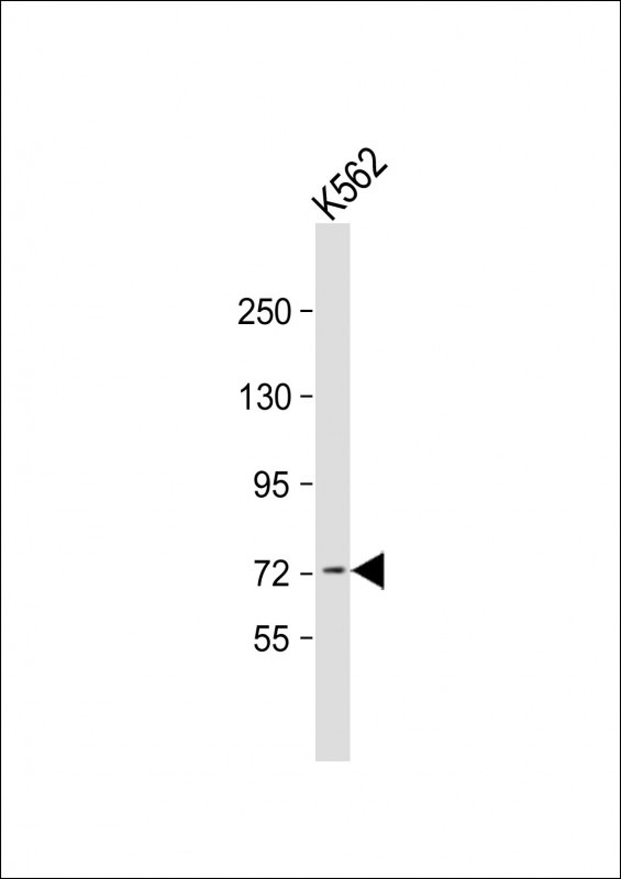 K562 cell lysate (20ug) probed with bsm-51033M ACOX1 (153CT43.1.1) Monoclonal Antibody at 1:1000 dilution and 4℃ overnight incubation, followed by secondary antibody incubation for 60min at room temperature.