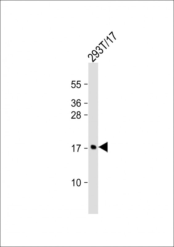 293T/17 cell lysate (20ug) probed with bsm-51038M MCFD2 (165CT13.1.6) Monoclonal Antibody at 1:1000 dilution and 4℃ overnight incubation, followed by secondary antibody incubation for 60min at room temperature.