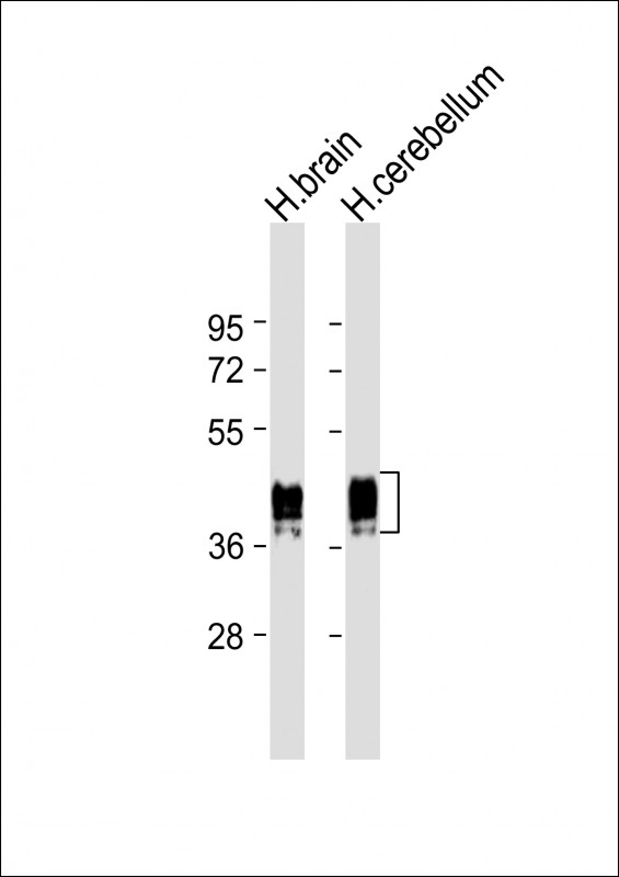 Lane 1: human brain lysate; Lane 2: human cerebellum lysate at 20 µg per lane, probed with bsm-51047M GFAP (183CT3.1.5) Monoclonal Antibody at 1:4000 dilution and 4℃ overnight incubation, followed by secondary antibody incubation for 60min at room temperature.
