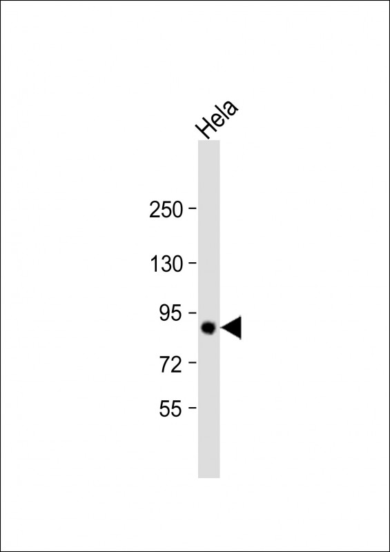HeLa cell lysate probed with bsm-51056M TGM2 (207CT39.5.5) Monoclonal Antibody at 1:1000 dilution and 4℃ overnight incubation, followed by secondary antibody incubation for 60min at room temperature.