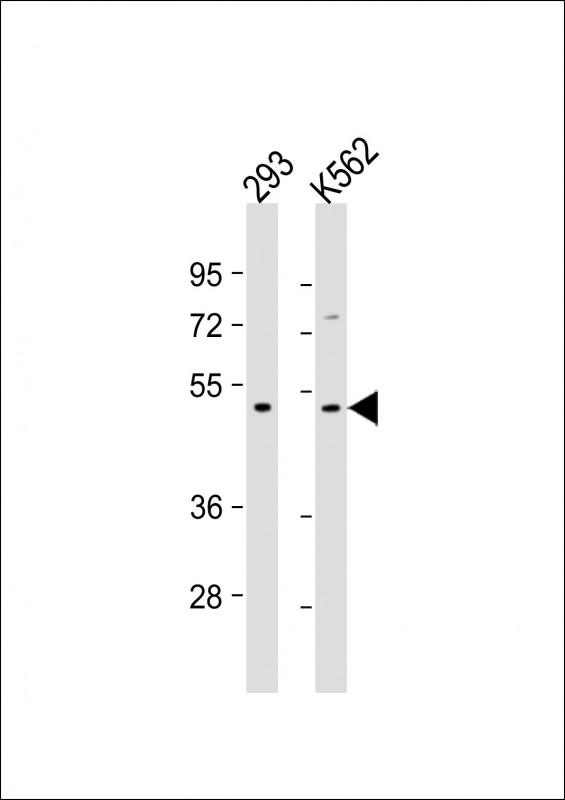 Lane 1: 293; Lane 2: K562 whole cell lysate at 20 µg per lane, probed with bsm-51058M TGFB2 (220ct16.4.3.1) Monoclonal Antibody at 1:1000 dilution and 4℃ overnight incubation, followed by secondary antibody incubation for 60min at room temperature.