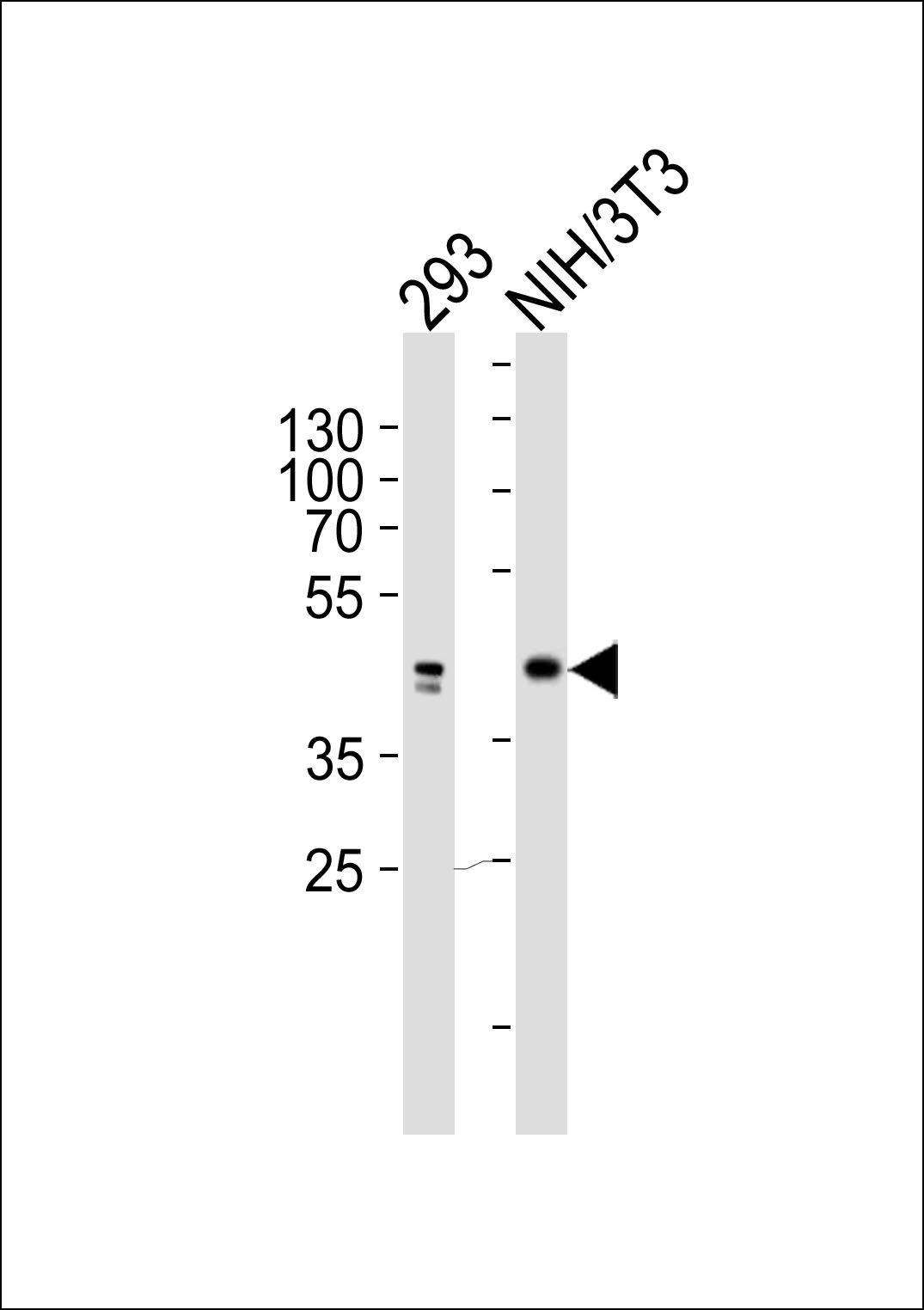 Lane 1: 293 Cell lysates; Lane 2: NIH/3T3 Cell lysates; probed with JUN (6C7) Monoclonal Antibody, unconjugated (bsm-51278M) at 1:1000 overnight at 4°C followed by a conjugated secondary antibody for 60 minutes at 37°C.