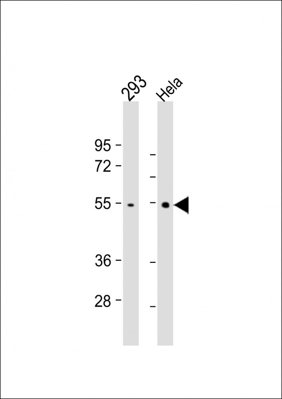 Lane 1: 293; Lane 2: Hela whole cell lysate at 20 µg per lane, probed with TRAF2 (214CT16.3.4) Monoclonal Antibody, unconjugated (bsm-51060M) at 1:1000 overnight at 4°C followed by a conjugated secondary antibody for 60 minutes at 37°C.