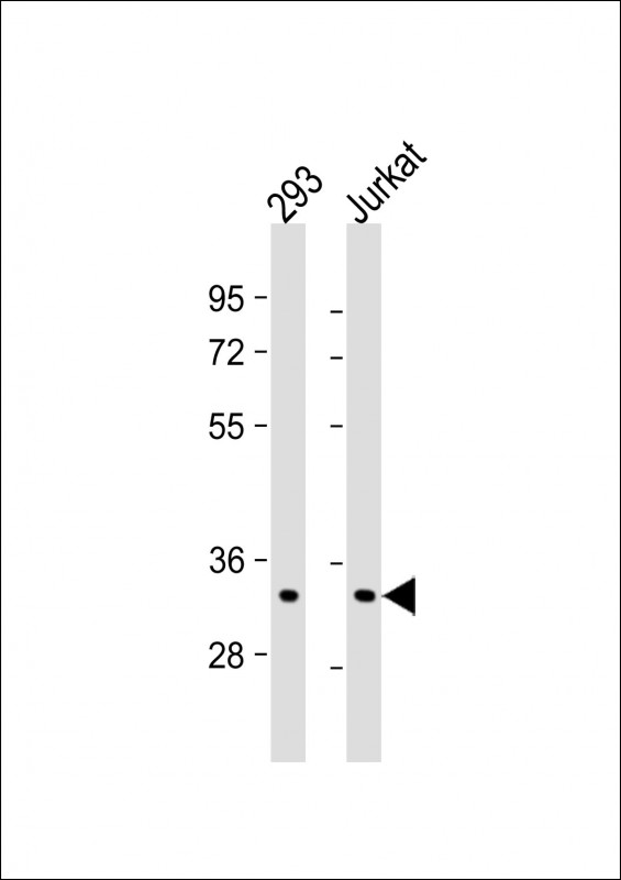 Lane 1: 293 lysates; Lane 2: Jurkat cell lysates; probed with ELAVL1 (224CT6.5.3) Monoclonal Antibody, unconjugated (bsm-51064M) at 1:1000 overnight at 4°C followed by a conjugated secondary antibody for 60 minutes at 37°C.