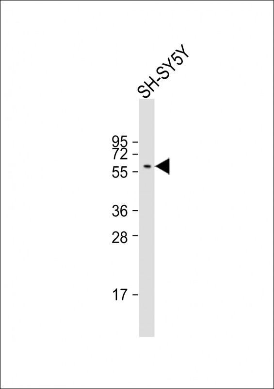 SH-SY5Y lysates (20ug) probed with INA (257CT7.1.2) Monoclonal Antibody, unconjugated (bsm-51074M) at 1:1000 overnight at 4°C followed by a conjugated secondary antibody for 60 minutes at 37°C.