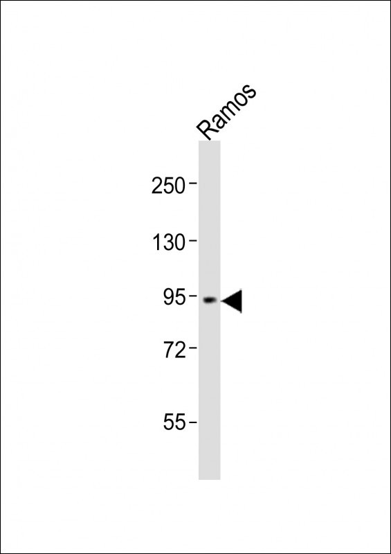 Ramos cell lysate (20 µg) probed with bsm-51086M GSN (328CT2.2.1) Monoclonal Antibody at 1:1000 dilution and 4℃ overnight incubation, followed by secondary antibody incubation for 60min at room temperature.