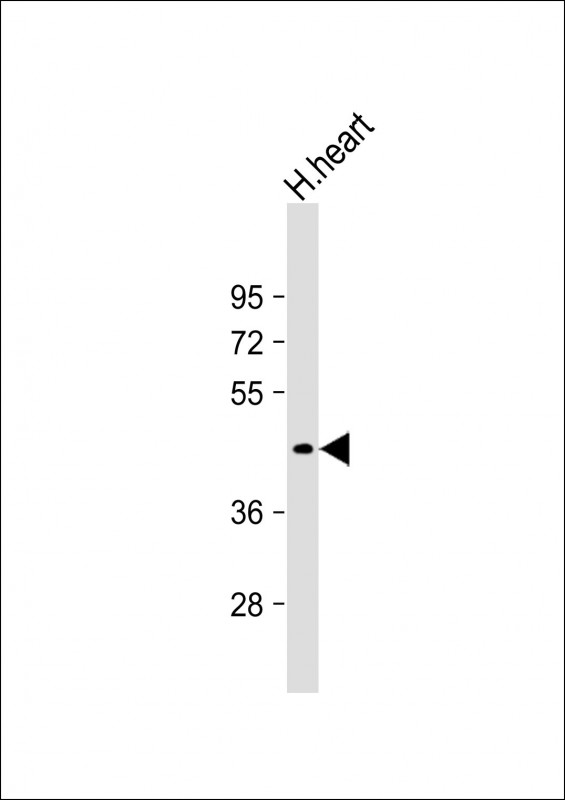 Human heart lysate (20µg), probed with bsm-51108M PDK4 (345CT19.6.2) Monoclonal Antibody at 1:1000 dilution and 4℃ overnight incubation, followed by secondary antibody incubation for 60min at room temperature.