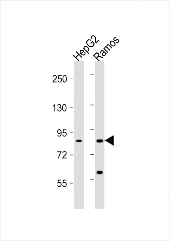 Lane 1: HepG2; Lane 2: Ramos lysate at 20 µg per lane, probed with bsm-51153M HGF (489CT6.12.6) Monoclonal Antibody at 1:1000 dilution and 4℃ overnight incubation, followed by secondary antibody incubation for 60min at room temperature.