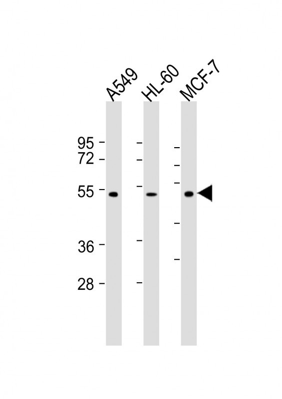 Lane 1: A549; Lane 2: HL-60; Lane 3: MCF-7 lysate at 20 µg per lane, probed with bsm-51228M AVPR1A (721CT25.2.1) Monoclonal Antibody at 1:2000 dilution and 4℃ overnight incubation, followed by secondary antibody incubation for 60min at room temperature.