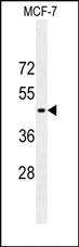 Lane 1: MCF-7 Cell lysates; probed with GFAP (183CT3.1.5) Monoclonal Antibody, unconjugated (bsm-51047M) at 1:4000 overnight at 4°C followed by a conjugated secondary antibody for 60 minutes at 37°C.