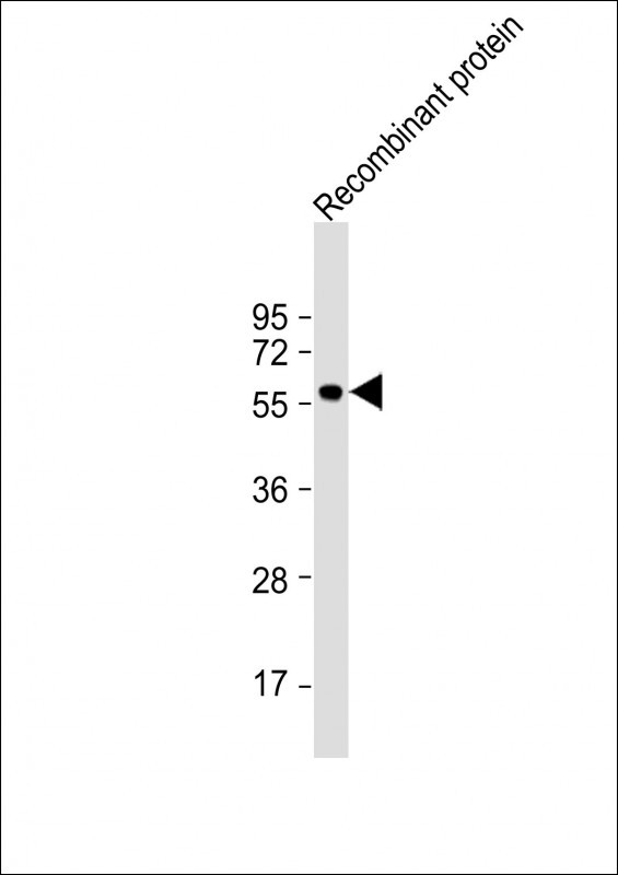 KLF4 recombinant protein (20ug) probed with bsm-51264M KLF4 (5A1) Monoclonal Antibody at 1:4000 overnight at 4°C followed by a conjugated secondary antibody for 60 minutes at 37°C.