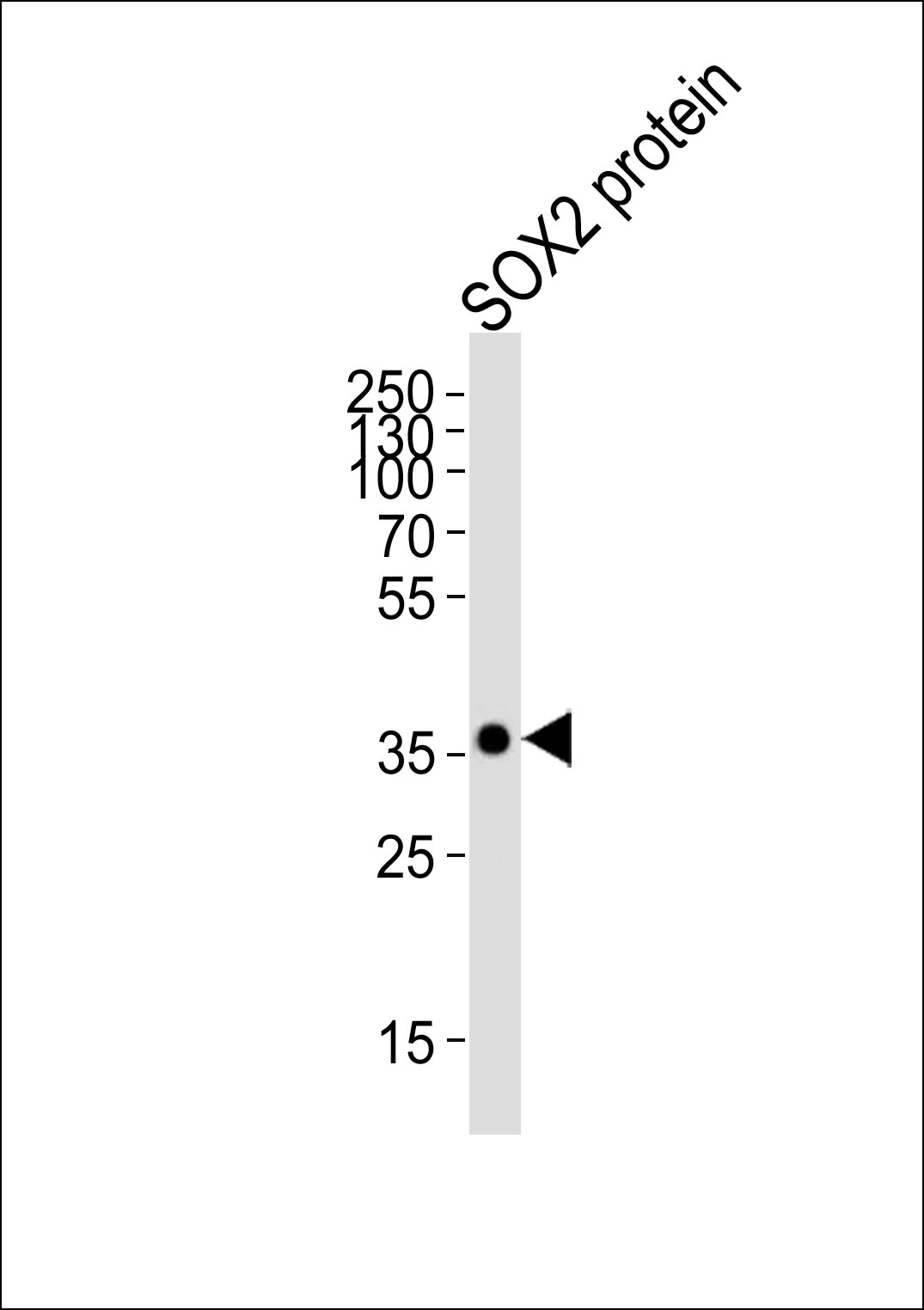 Lane 1: SOX2 Protein Isolate; probed with SOX2 (7C4) Monoclonal Antibody, unconjugated (bsm-51142M) at 1:4000 overnight at 4\u00b0C followed by a conjugated secondary antibody for 60 minutes at 37\u00b0C.