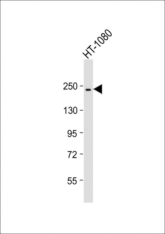 HT-1080 cell lysate at 20 µg per lane, probed with bsm-51356M PBRM1 (6C2) Monoclonal Antibody at 1:1000 dilution and 4℃ overnight incubation, followed by secondary antibody incubation for 60min at room temperature.