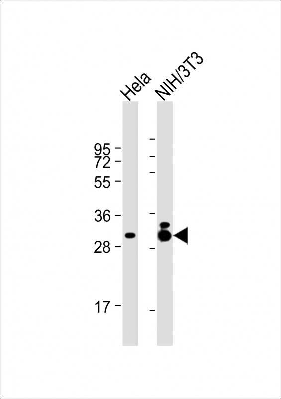 Lane 1: HeLa; Lane 2: NIH/3T3 cell lysate at 20 µg per lane, probed with bsm-51362M TPM3 (9C3) Monoclonal Antibody at 1:2000 dilution and 4℃ overnight incubation, followed by secondary antibody incubation for 60min at room temperature.