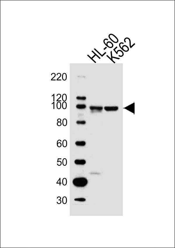 Lane 1: HL-60; Lane 2: K562 cell lysate at 20 µg per lane, probed with bsm-51424M ITGB2 (534CT6.2.1) Monoclonal Antibody at 1:1000 dilution and 4℃ overnight incubation, followed by secondary antibody incubation for 60min at room temperature.