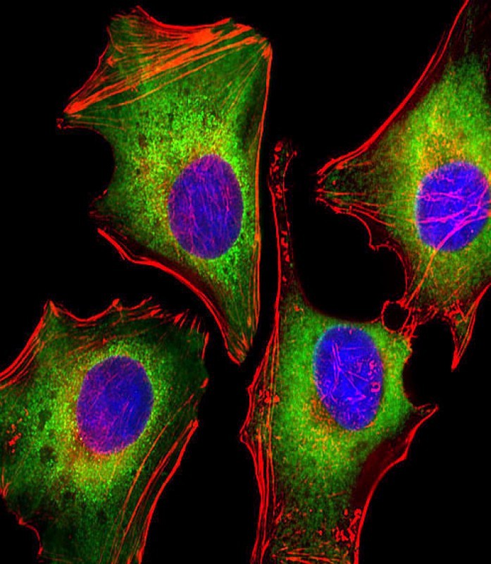 ICC analysis of 4% paraformaldehyde-fixed, 0.1% Triton X-100 permeabilized HeLa cells labeled with Zap70 (4C2) Monoclonal Antibody (bsm-51298M) at 1:25 dilution, followed by secondary antibody incubation. Immunofluorescence image shows cytoplasm staining of Zap70 (green), actin (red), and nuclear counter stain with DAPI (blue).
