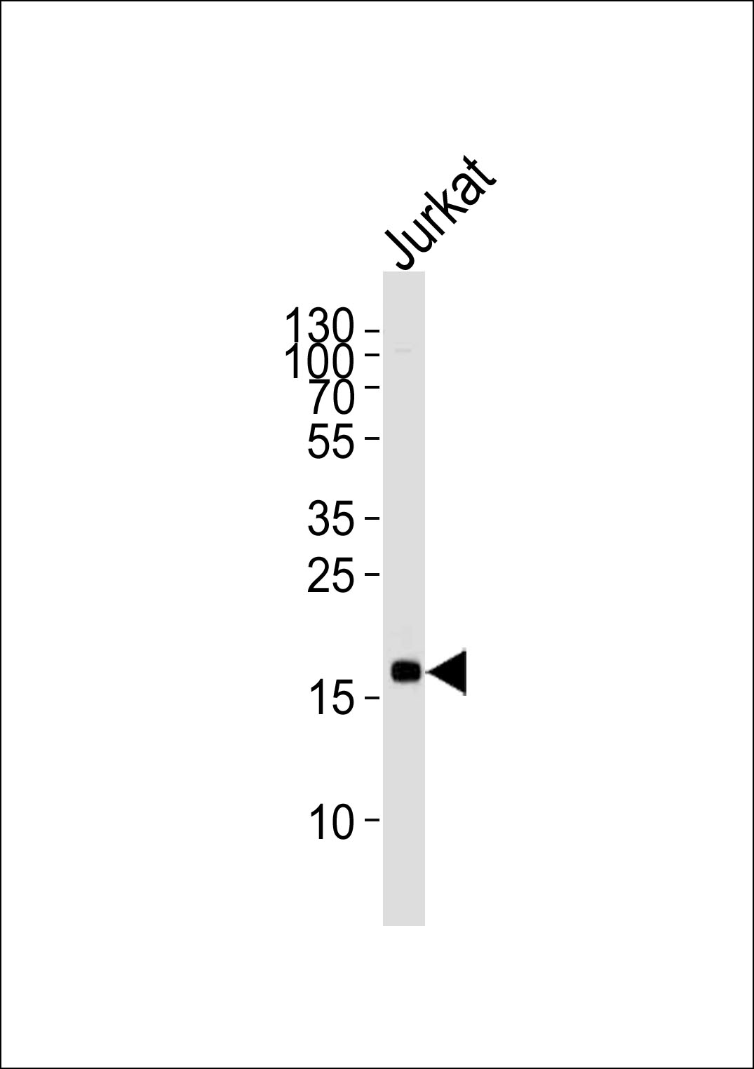 Lane 1: MAFK Cell lysates; probed with MAFK (8C5) Monoclonal Antibody, unconjugated (bsm-51274M) at 1:1000 overnight at 4°C followed by a conjugated secondary antibody for 60 minutes at 37°C.