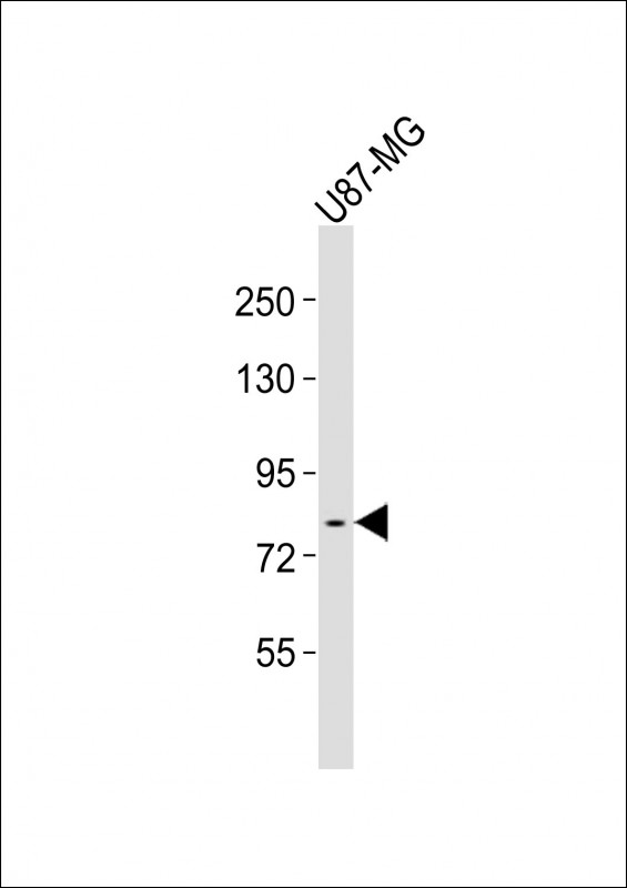 Lane 1: U87-MG Cell lysates; probed with FES (7C7) Monoclonal Antibody, unconjugated (bsm-51297M) at 1:1000 overnight at 4°C followed by a conjugated secondary antibody for 60 minutes at 37°C.