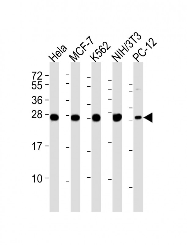 Lane 1: HeLa Cell lysates; Lane 2: MCF-7 Cell lysates; Lane 3: K562 Cell lysates; Lane 4: NIH/3T3 Cell lysates; Lane 5: PC-12 Cell lysates; probed with IF4E (4C5) Monoclonal Antibody, unconjugated (bsm-51305M) at 1:4000 overnight at 4°C followed by a conjugated secondary antibody for 60 minutes at 37°C.