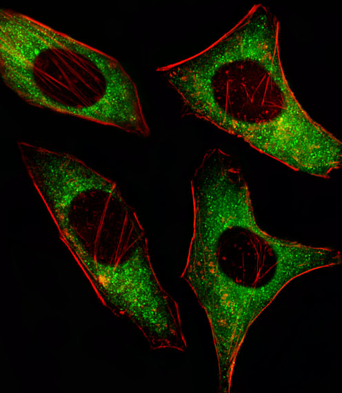 HeLa cells were fixed with 4% PFA (20 min), permeabilized with Triton X-100 (0.1%, 10 min), incubated with PRKAA2 (206CT5.4.2) Monoclonal Antibody (bsm-51055M) at 1:25 dilution for 1 h at 37℃, followed by secondary antibody incubation (green), actin (red), and nuclear counter stain with DAPI (blue).