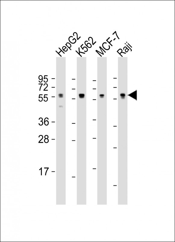 Lane 1: HepG2 Cell lysates; Lane 2: K562 Cell lysates; Lane 3: MCF-7 Cell lysates; Lane 4: Raji Cell lysates; probed with MPIP3 (5C8) Monoclonal Antibody, unconjugated (bsm-51315M) at 1:1000 overnight at 4°C followed by a conjugated secondary antibody for 60 minutes at 37°C.