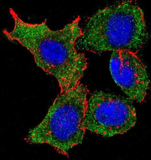 HeLa cells probed with C-rel (8C2) Monoclonal Antibody (bsm-51087M) followed by secondary antibody staining (green), Actin (red), and DAPI nuclear staining (blue).