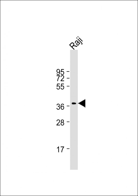 Lane 1: Raji Cell lysates; probed with RASSF2 (9C9) Monoclonal Antibody, unconjugated (bsm-51348M) at 1:2000 overnight at 4°C followed by a conjugated secondary antibody for 60 minutes at 37°C.
