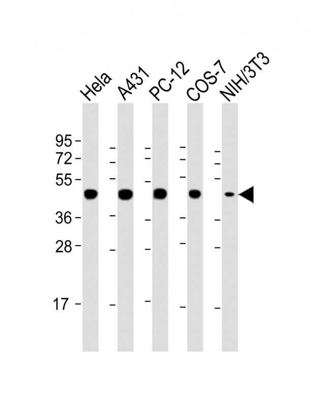 Lane 1: HeLa Cell lysates; Lane 2: A431 Cell lysates; Lane 3: PC-12 Cell lysates; Lane 4: COS-7 Cell lysates; Lane 5: NIH/3T3 Cell lysates; probed with MP2K1 (8C8) Monoclonal Antibody, unconjugated (bsm-51364M) at 1:4000 overnight at 4°C followed by a conjugated secondary antibody for 60 minutes at 37°C.