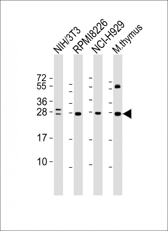 Lane 1: NIH/3T3 Cell lysates; Lane 2: RPMI8226 Cell lysates; Lane 3: NCI-H929 Cell lysates; Lane 4: mouse thymus lysates; probed with FGFR1OP2 (5C4) Monoclonal Antibody, unconjugated (bsm-51372M) at 1:4000 overnight at 4°C followed by a conjugated secondary antibody for 60 minutes at 37°C.