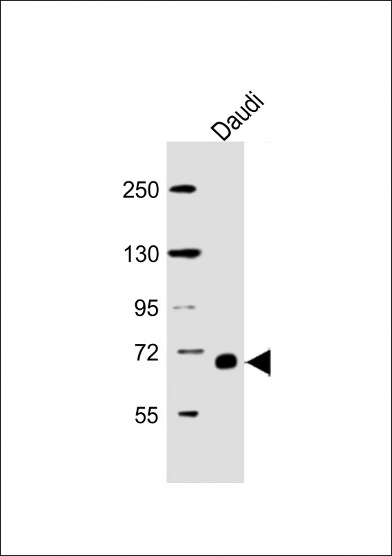Lane 1: Daudi Cell lysates; probed with RELB (4C5) Monoclonal Antibody, unconjugated (bsm-51381M) at 1:5000 overnight at 4°C followed by a conjugated secondary antibody for 60 minutes at 37°C.