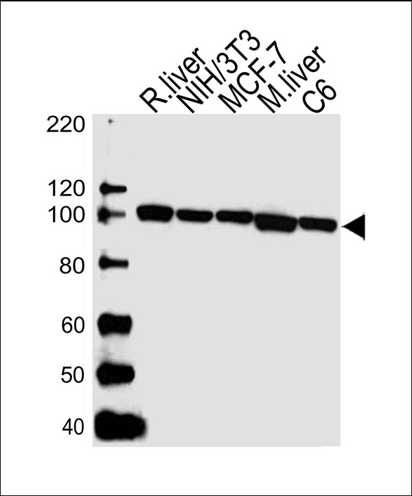 Lane 1: rat liver lysates; Lane 2: NIH/3T3 Cell lysates; Lane 3: MCF-7 Cell lysates; Lane 4: mouse liver lysates; Lane 5: C6 Cell lysates;probed with VCP (4C4) Monoclonal Antibody, unconjugated (bsm-51420M) at 1:1000 overnight at 4°C followed by a conjugated secondary antibody for 60 minutes at 37°C.