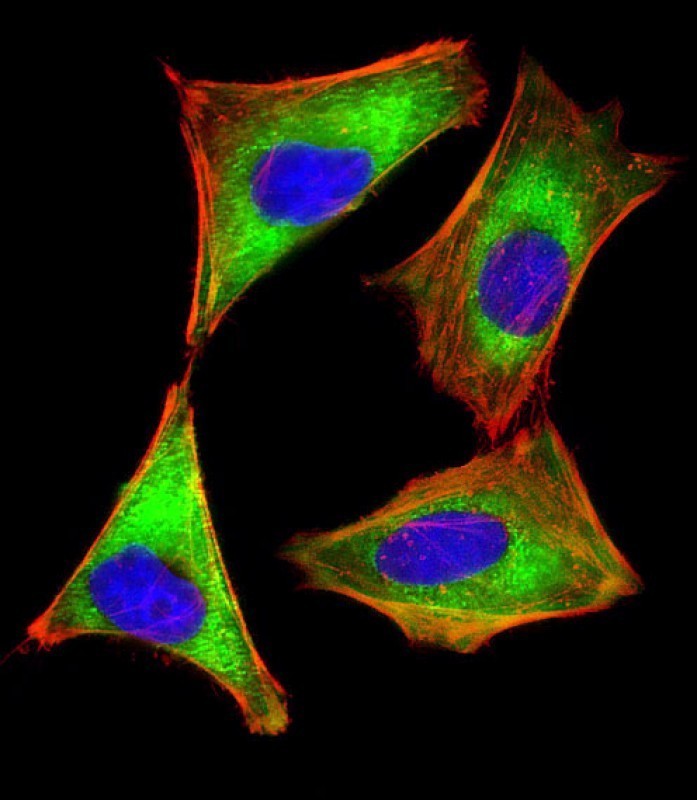 Immunofluorescent analysis of 4% paraformaldehyde-fixed, 0.1% Triton X-100 permeabilized HeLa cells labeled with EIF2AK2 (1C4) Monoclonal Antibody (bsm-51436M) at 1/25 dilution, followed by secondary antibody (green), cytoplasmic actin staining (red), and nuclear counter stain with DAPI (blue).