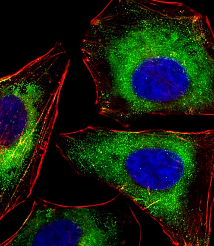 Immunofluorescent analysis of 4% paraformaldehyde-fixed, 0.1% Triton X-100 permeabilized Jurkat cells labeled with LCK (6C6) Monoclonal Antibody (bsm-51313M) at 1/25 dilution, followed by secondary antibody (green), cytoplasmic actin staining (red), and nuclear counter stain with DAPI (blue).