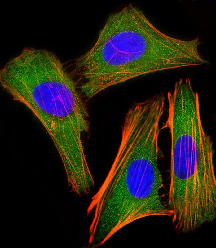Immunofluorescent analysis of 4% paraformaldehyde-fixed, 0.1% Triton X-100 permeabilized HeLa cells labeled with IRF3 (2C4) Monoclonal Antibody (bsm-51312M) at 1/25 dilution, followed by secondary antibody (green), cytoplasmic actin staining (red), and nuclear counter stain with DAPI (blue).