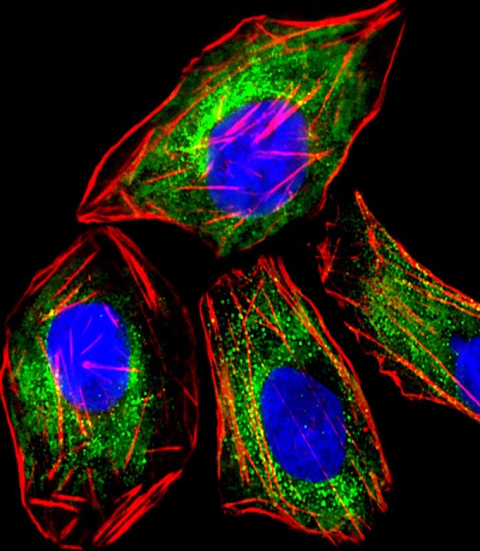 Immunofluorescent analysis of 4% paraformaldehyde-fixed, 0.1% Triton X-100 permeabilized PC-12 cells labeled with RAB3A (5B7) Monoclonal Antibody (bsm-51311M) at 1/25 dilution, followed by secondary antibody (green), cytoplasmic actin staining (red), and nuclear counter stain with DAPI (blue).